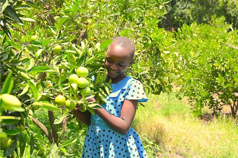 Fruit trees